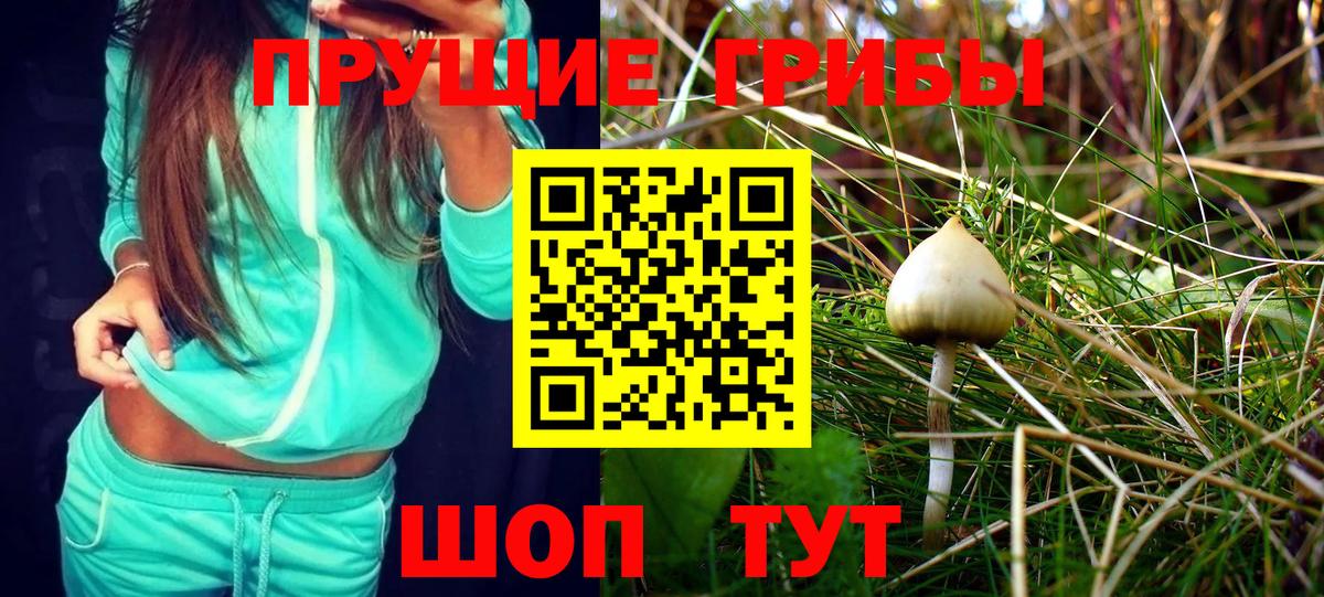 Псилоцибиновые грибы Psilocybine cubensis Павлово
